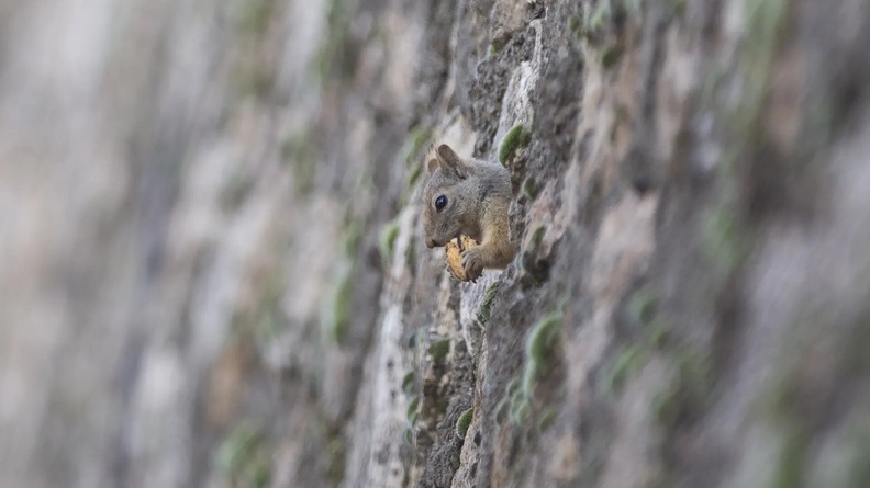 Squirrel, Munzur Valley National Park, Tunceli, Turkey